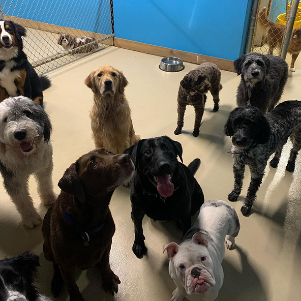 dogs at doggy daycare